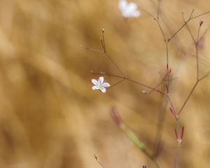 Preview wallpaper flower, flowering, branches, macro