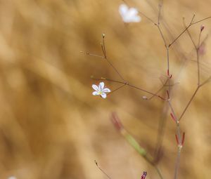 Preview wallpaper flower, flowering, branches, macro