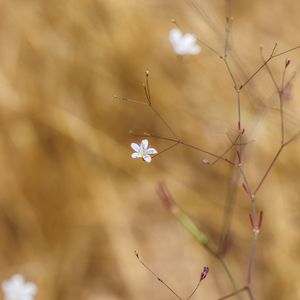 Preview wallpaper flower, flowering, branches, macro