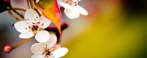 Preview wallpaper flower, flowering, spring, plant, fruit