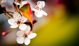 Preview wallpaper flower, flowering, spring, plant, fruit