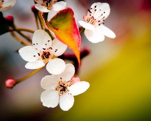 Preview wallpaper flower, flowering, spring, plant, fruit