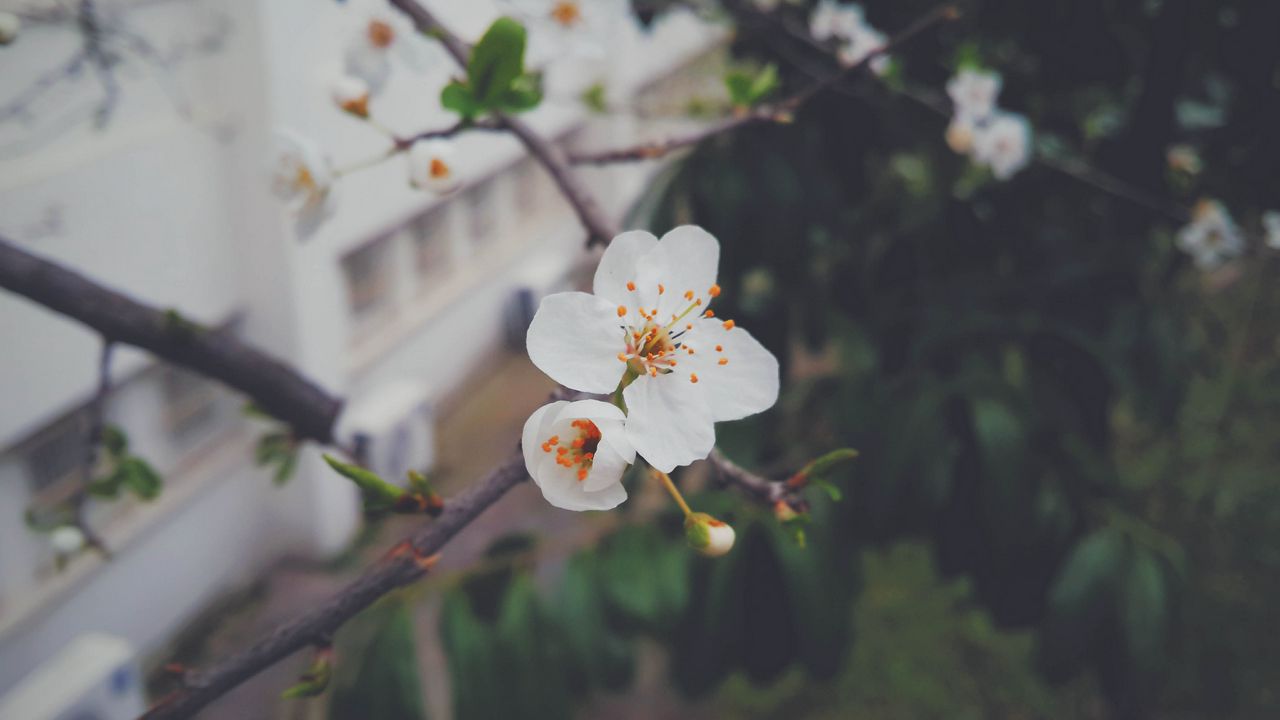 Wallpaper flower, flowering, tree, branch, spring