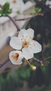 Preview wallpaper flower, flowering, tree, branch, spring