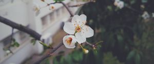 Preview wallpaper flower, flowering, tree, branch, spring