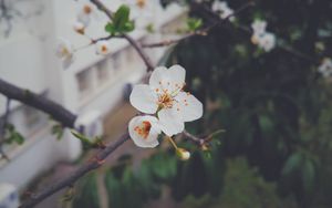 Preview wallpaper flower, flowering, tree, branch, spring