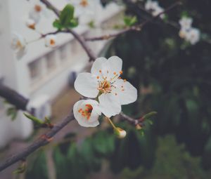 Preview wallpaper flower, flowering, tree, branch, spring