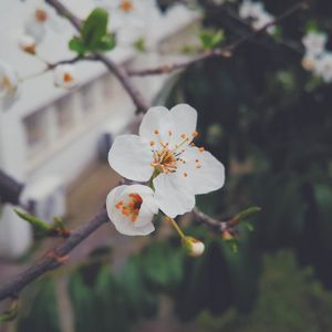 Preview wallpaper flower, flowering, tree, branch, spring