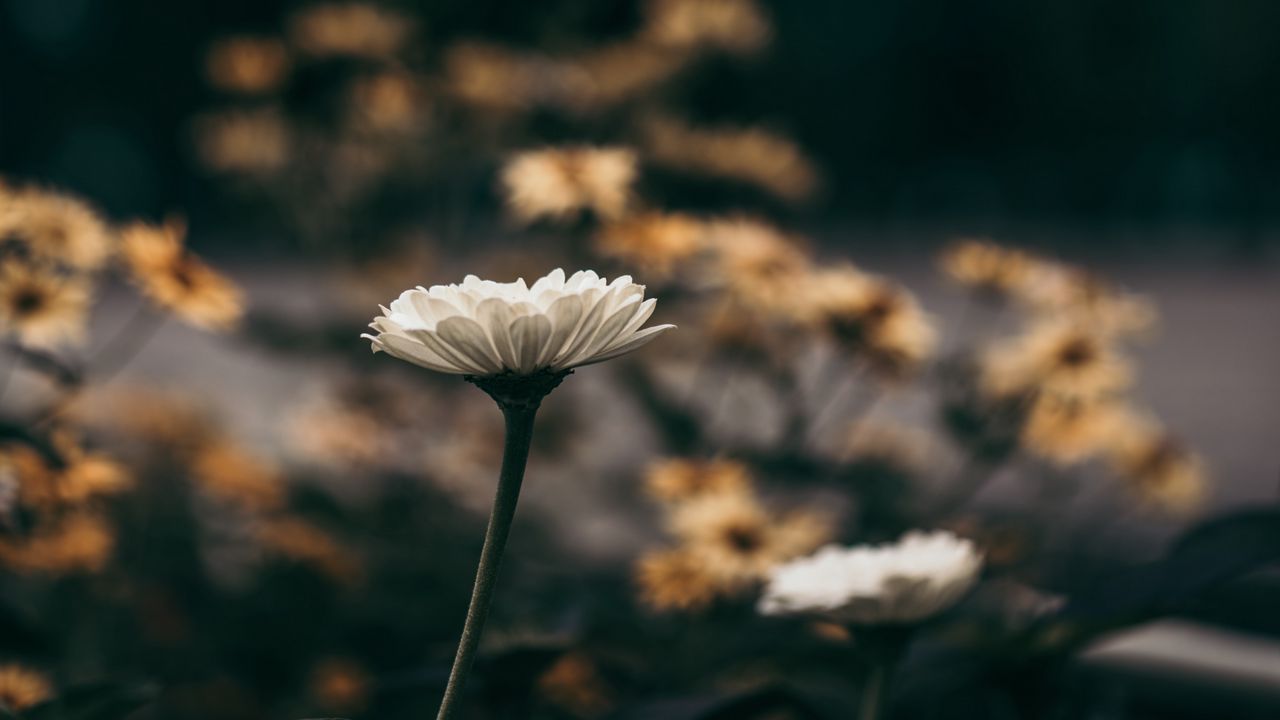 Wallpaper flower, flowers, white, bloom, blur