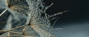Preview wallpaper flower, fluff, drops, macro