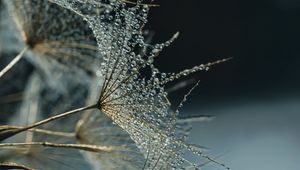 Preview wallpaper flower, fluff, drops, macro
