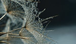 Preview wallpaper flower, fluff, drops, macro