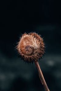Preview wallpaper flower, fluff, macro, stem