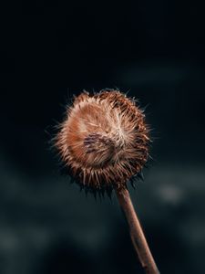 Preview wallpaper flower, fluff, macro, stem