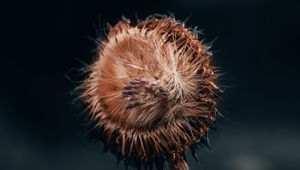Preview wallpaper flower, fluff, macro, stem