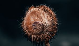 Preview wallpaper flower, fluff, macro, stem