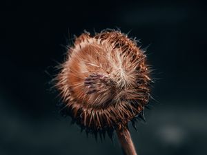 Preview wallpaper flower, fluff, macro, stem