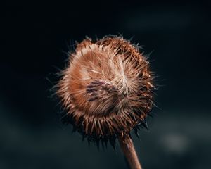 Preview wallpaper flower, fluff, macro, stem