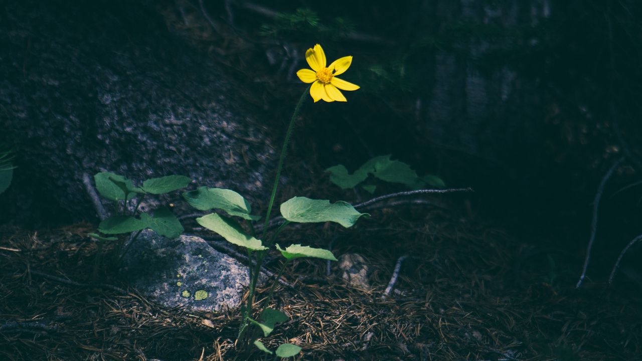Wallpaper flower, forest, grass, yellow, contrast, dark