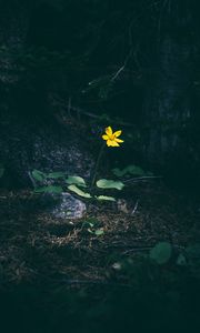 Preview wallpaper flower, forest, grass, yellow, contrast, dark