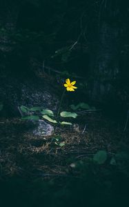 Preview wallpaper flower, forest, grass, yellow, contrast, dark