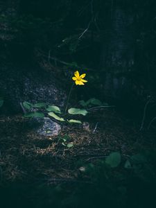 Preview wallpaper flower, forest, grass, yellow, contrast, dark