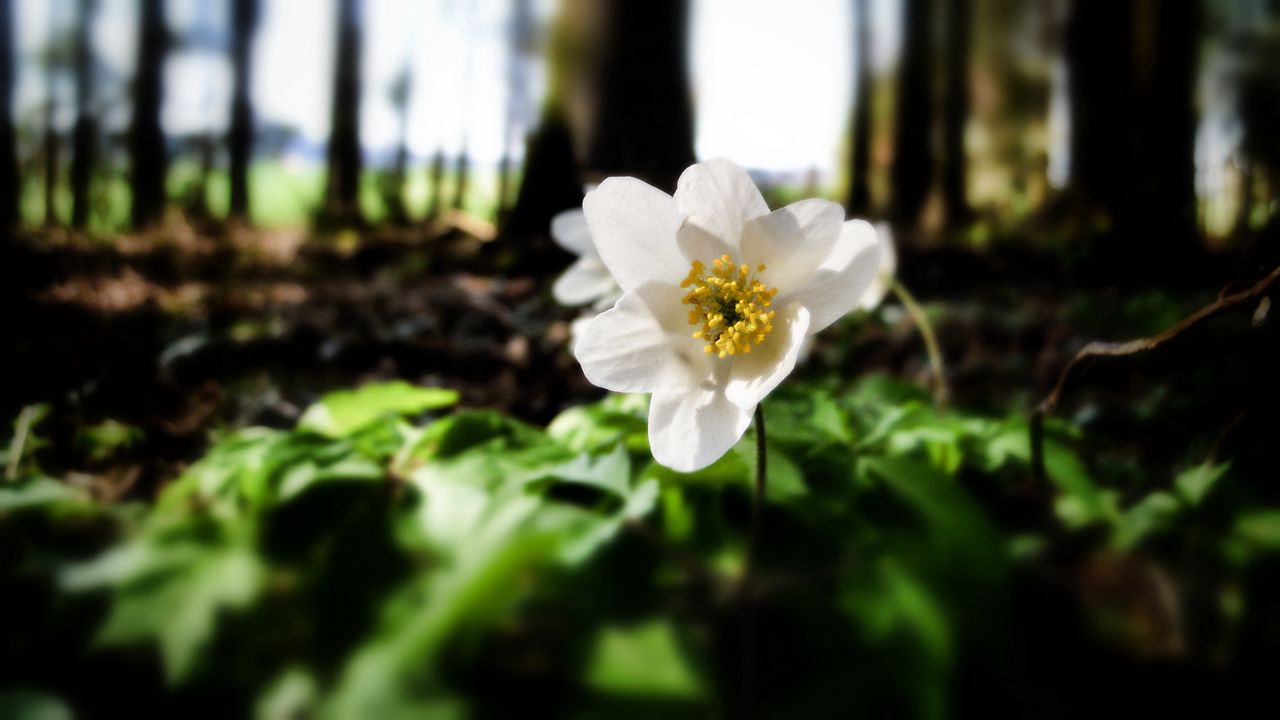 Wallpaper flower, forest, nature, greenery, trees