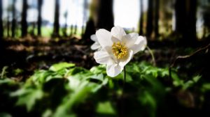 Preview wallpaper flower, forest, nature, greenery, trees