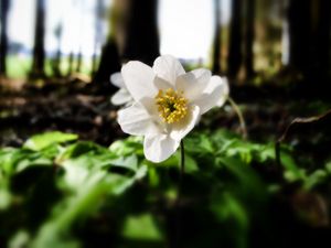 Preview wallpaper flower, forest, nature, greenery, trees