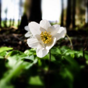 Preview wallpaper flower, forest, nature, greenery, trees