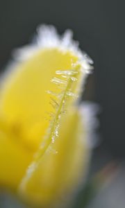 Preview wallpaper flower, frost, ice, macro, yellow, blur