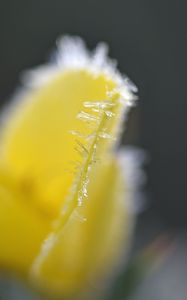 Preview wallpaper flower, frost, ice, macro, yellow, blur