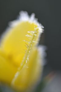 Preview wallpaper flower, frost, ice, macro, yellow, blur