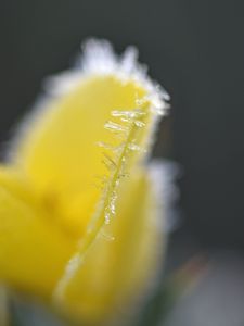 Preview wallpaper flower, frost, ice, macro, yellow, blur