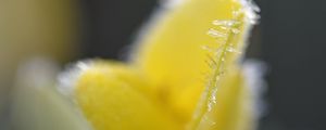 Preview wallpaper flower, frost, ice, macro, yellow, blur