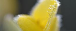 Preview wallpaper flower, frost, ice, macro, yellow, blur