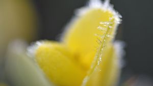 Preview wallpaper flower, frost, ice, macro, yellow, blur