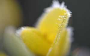 Preview wallpaper flower, frost, ice, macro, yellow, blur