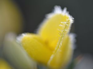 Preview wallpaper flower, frost, ice, macro, yellow, blur