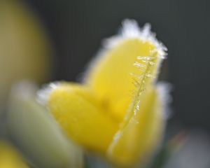 Preview wallpaper flower, frost, ice, macro, yellow, blur