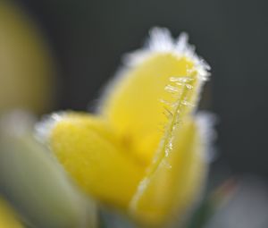 Preview wallpaper flower, frost, ice, macro, yellow, blur