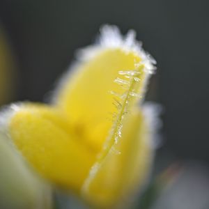 Preview wallpaper flower, frost, ice, macro, yellow, blur