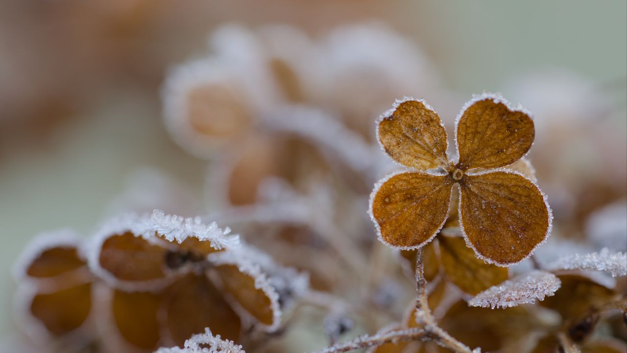 Wallpaper flower, frost, macro