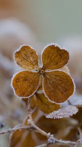 Preview wallpaper flower, frost, macro