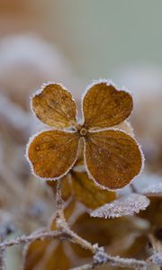 Preview wallpaper flower, frost, macro