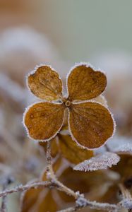 Preview wallpaper flower, frost, macro
