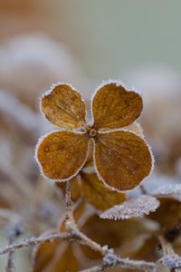 Preview wallpaper flower, frost, macro