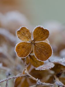Preview wallpaper flower, frost, macro