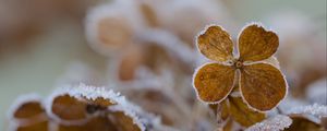 Preview wallpaper flower, frost, macro
