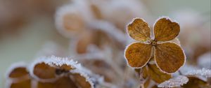 Preview wallpaper flower, frost, macro